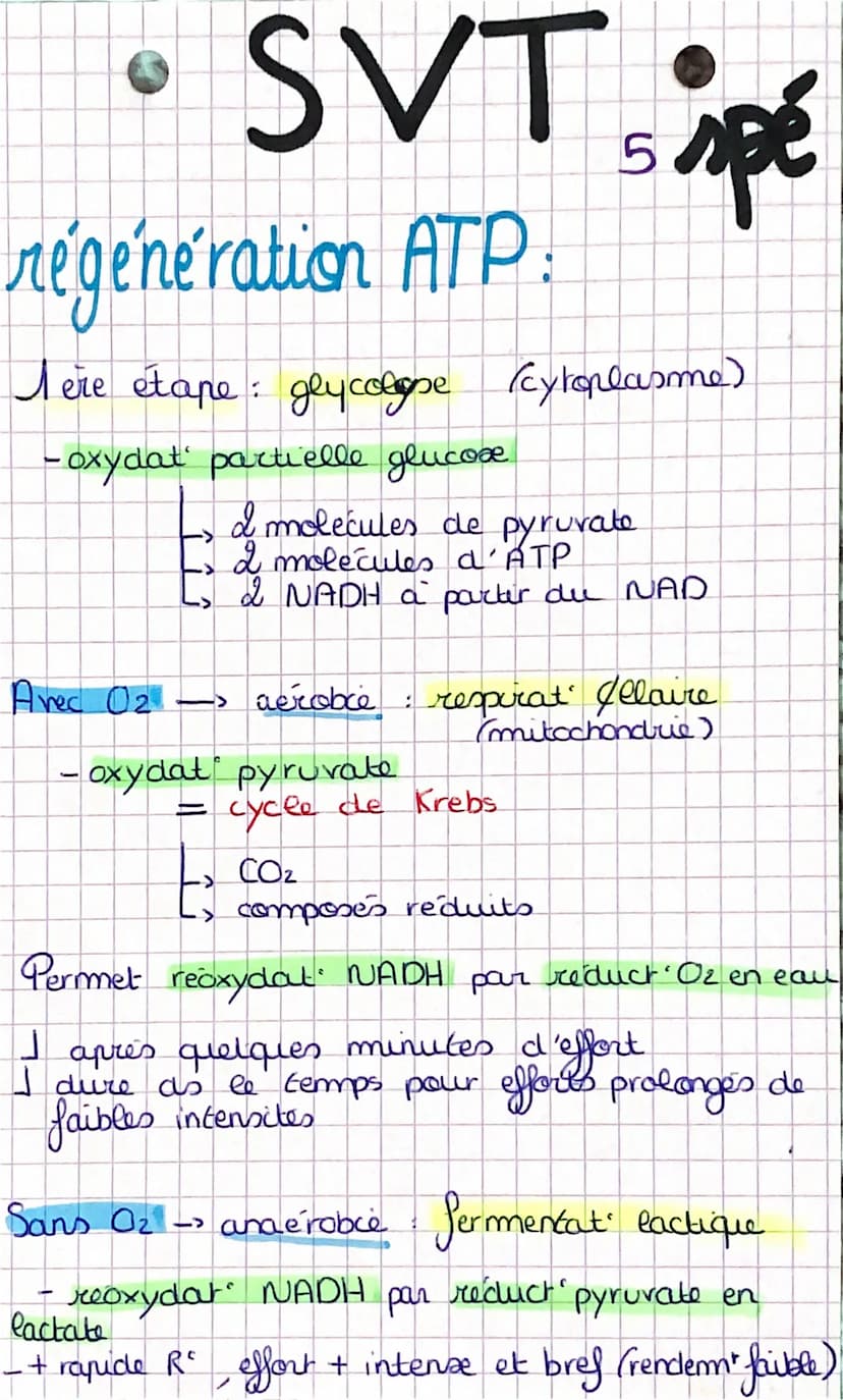 SVT, spé
origine de l'ATP dans la
contraction musculaire
Adenosine triphosphaste (ATP): fournit E
pour la contract aux
Sobres muxu
= interme