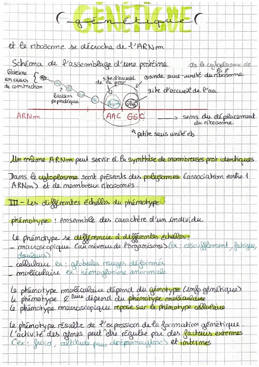 السلفيقي)
CHAP 3 L'expression du patrimoine génétique
Un ģime
un fragment d'ADN - séquence der nucleotide
CA, T, C, GD
Une protéine
- un ens