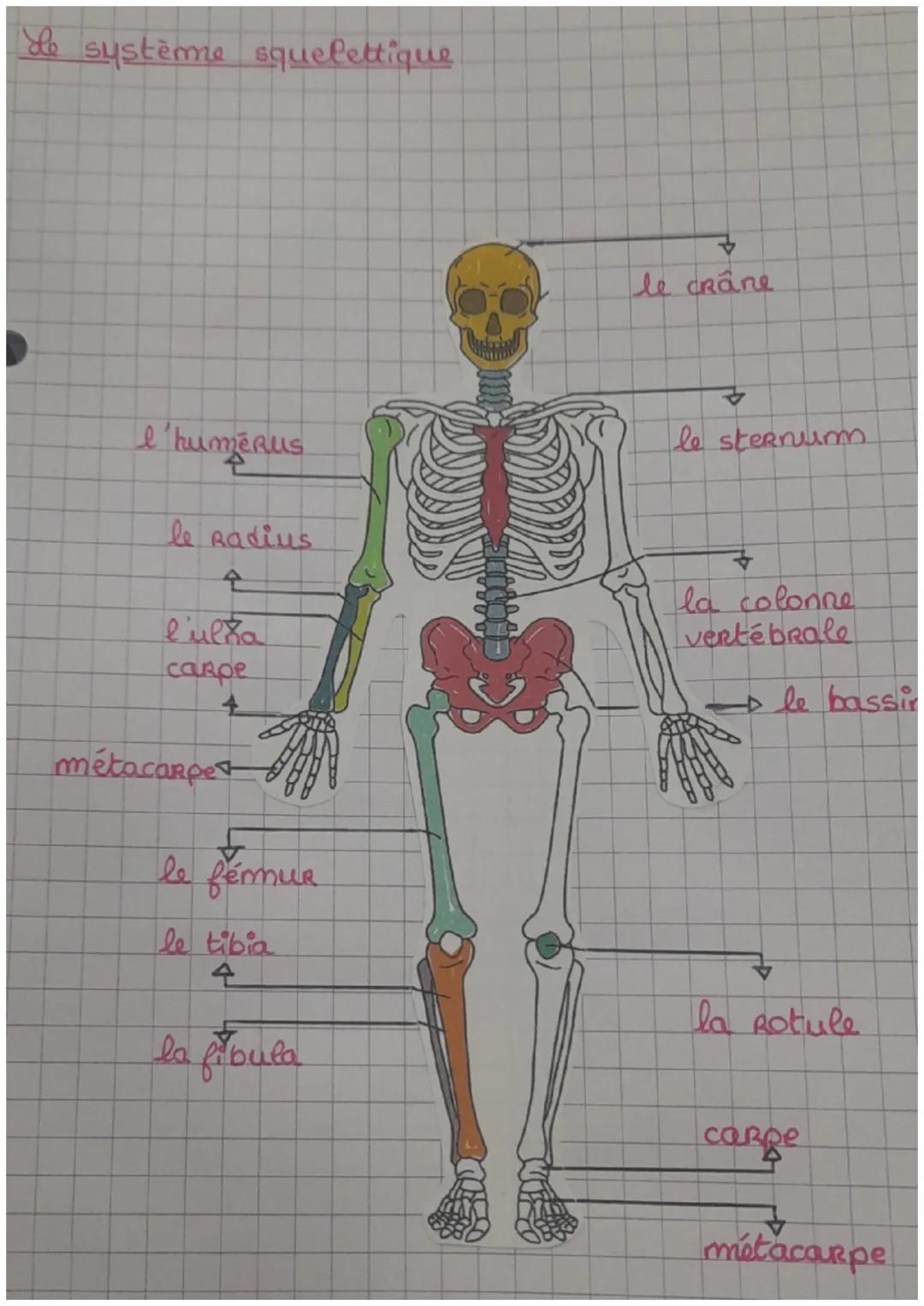 Anatomie du Sternum et de la Colonne Vertébrale