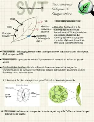 Know Enseignement scientifique photosynthèse  thumbnail