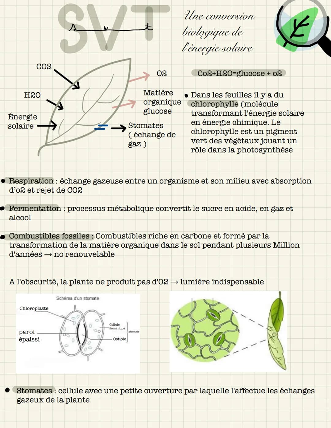 CO2
H20
Énergie
solaire
alcool
SVT
F
Chloroplaste
paroi
épaissi-
Schéma d'un stomate
● Respiration : échange gazeuse entre un organisme et s