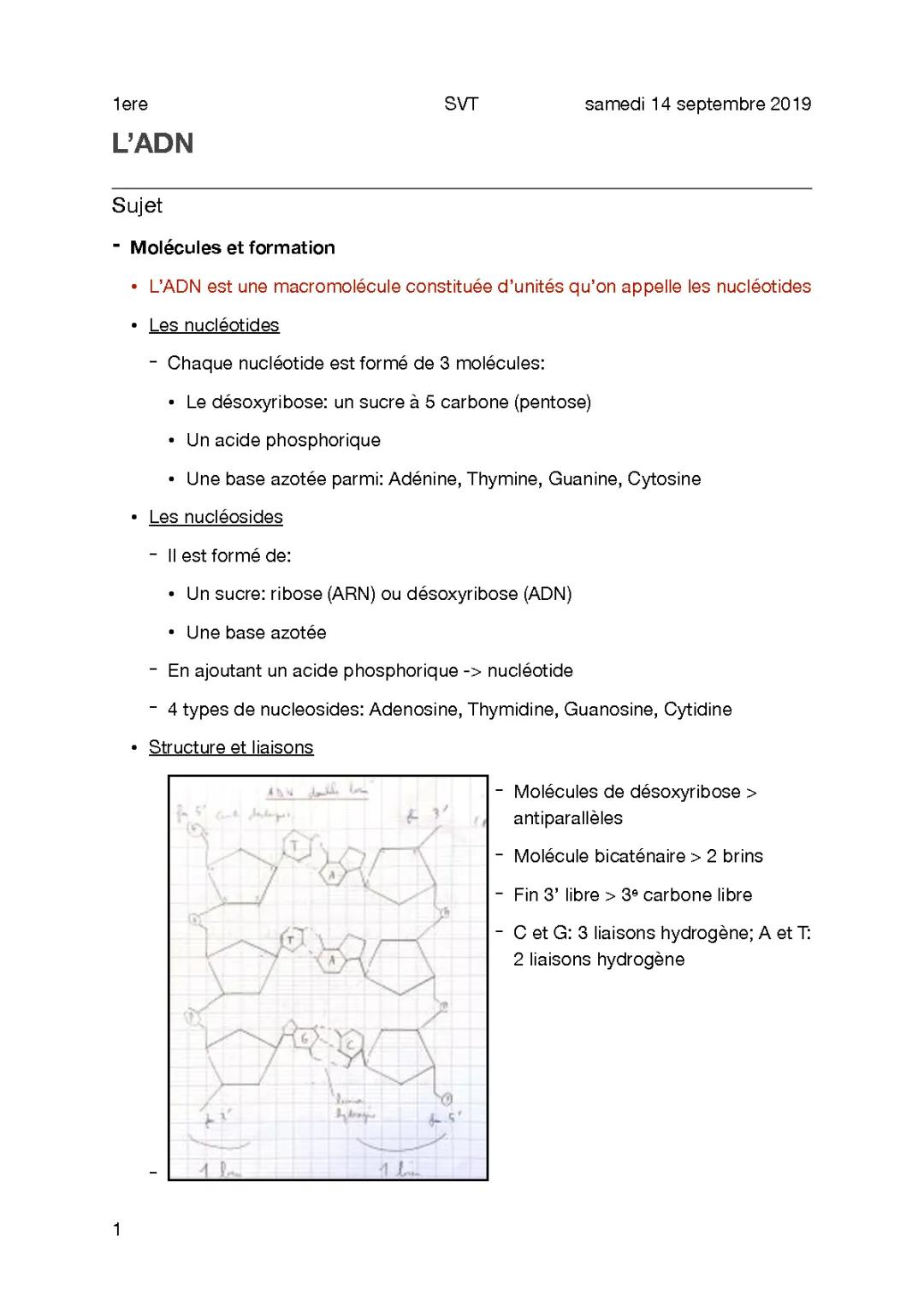 Cours 2.4 - L'ADN