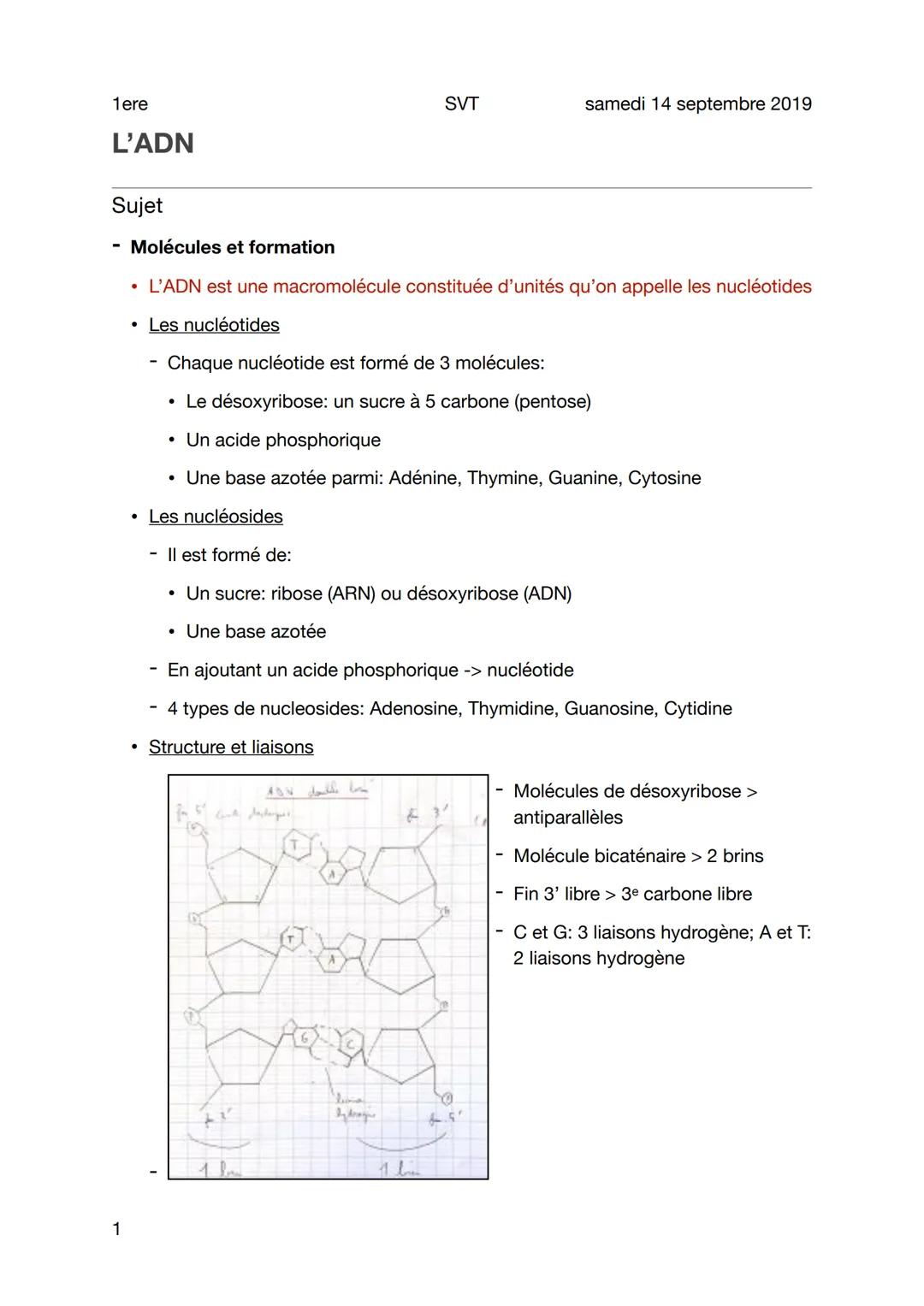 1ere
L'ADN
Sujet
1
Molécules et formation
• L'ADN est une macromolécule constituée d'unités qu'on appelle les nucléotides
• Les nucléotides
