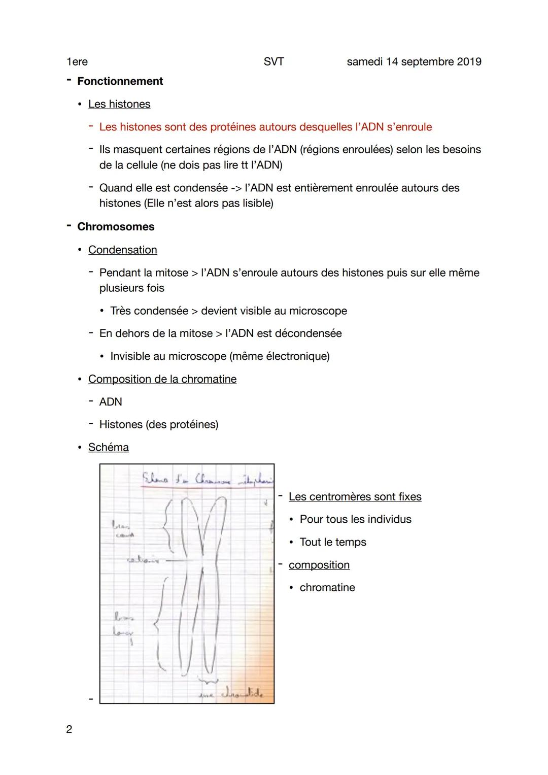 1ere
L'ADN
Sujet
1
Molécules et formation
• L'ADN est une macromolécule constituée d'unités qu'on appelle les nucléotides
• Les nucléotides
