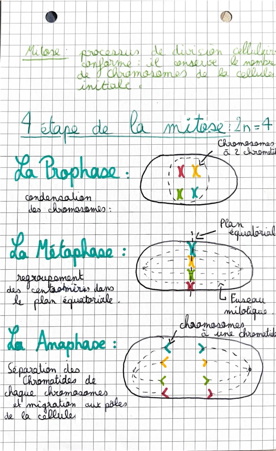*SVT.
Chapitre n°1:
Definition:
• Caryotype : classement des chromosomes
d'une cellule, par paires
et par ordre décroissant
de taille, obser