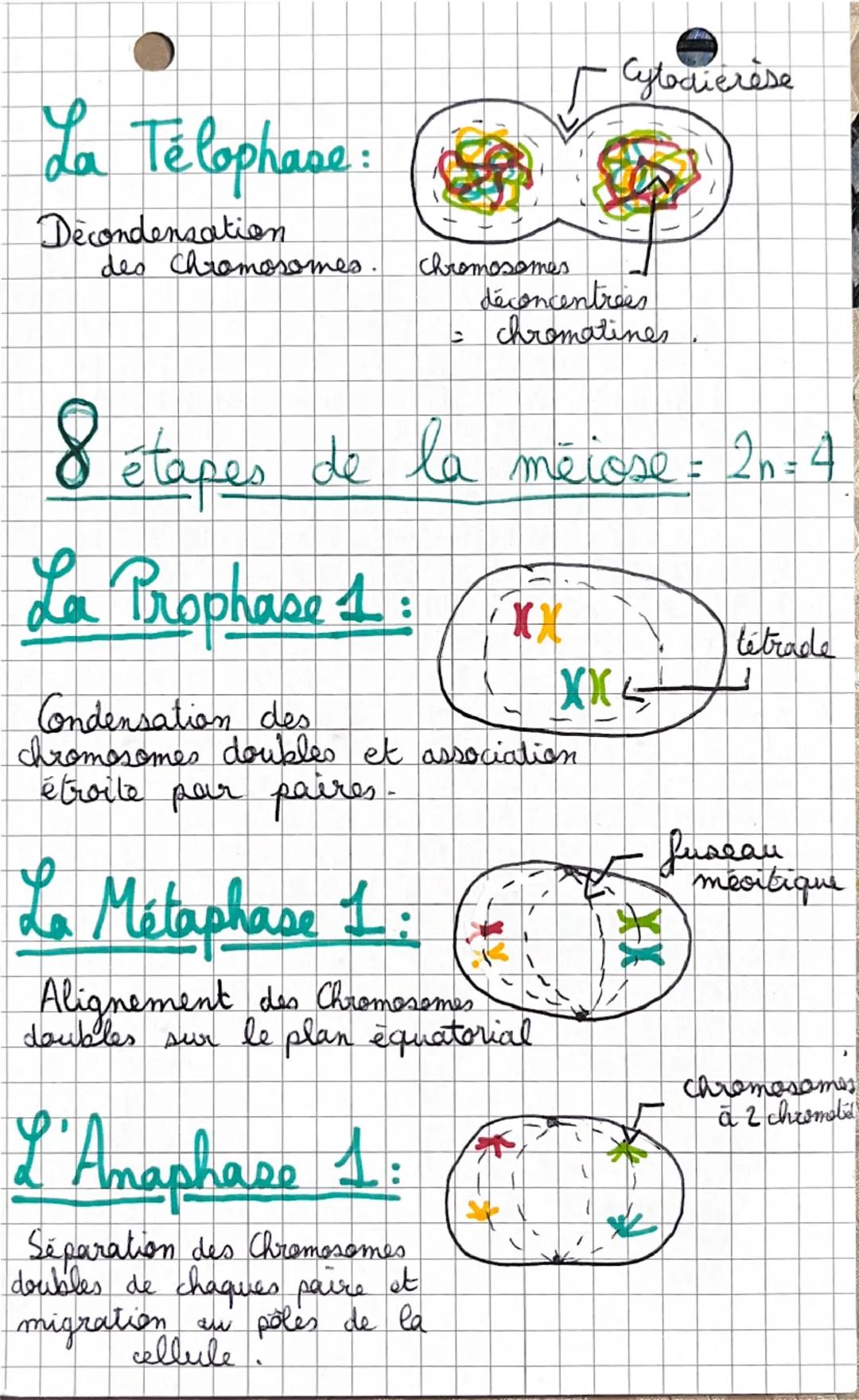 *SVT.
Chapitre n°1:
Definition:
• Caryotype : classement des chromosomes
d'une cellule, par paires
et par ordre décroissant
de taille, obser