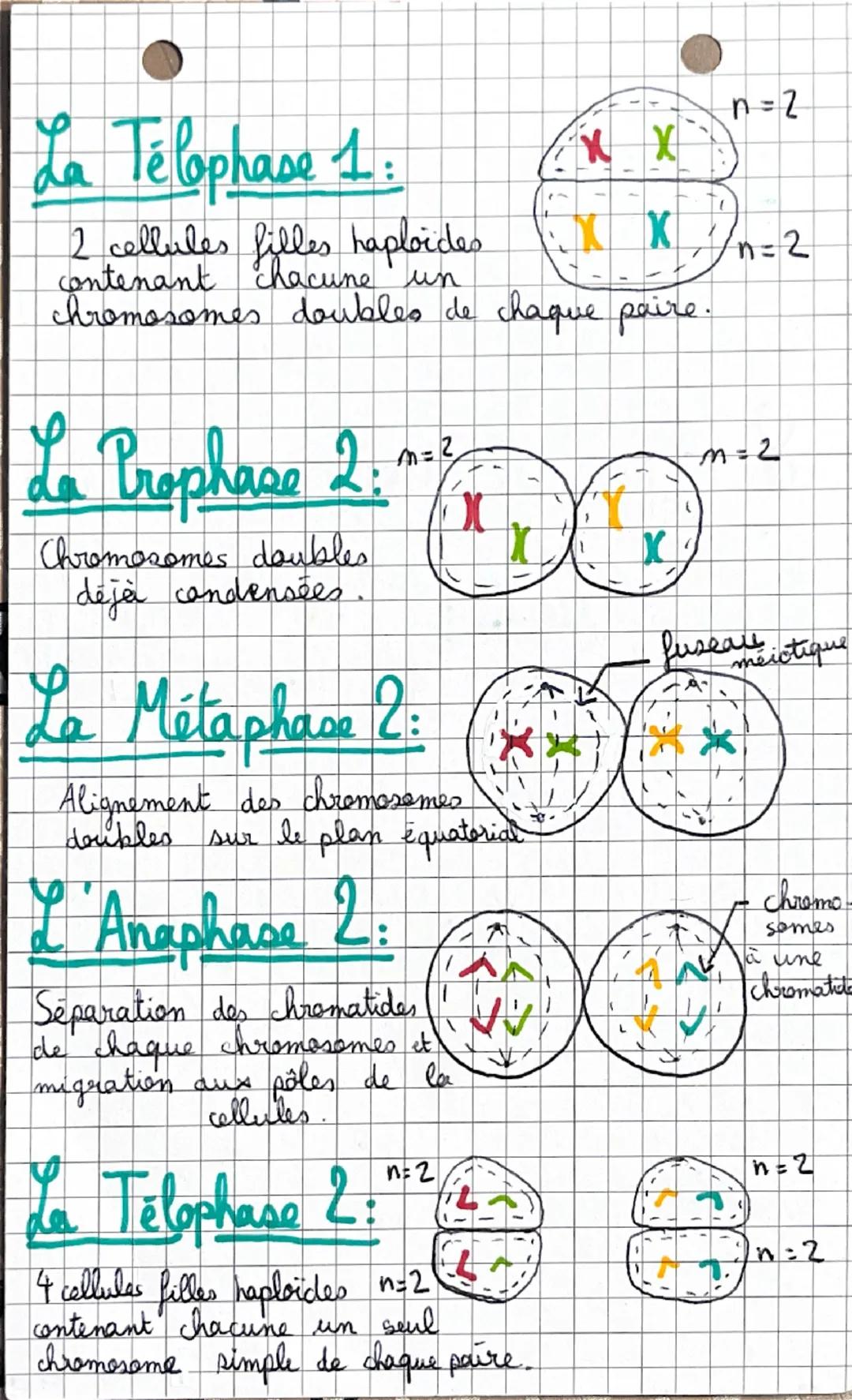*SVT.
Chapitre n°1:
Definition:
• Caryotype : classement des chromosomes
d'une cellule, par paires
et par ordre décroissant
de taille, obser