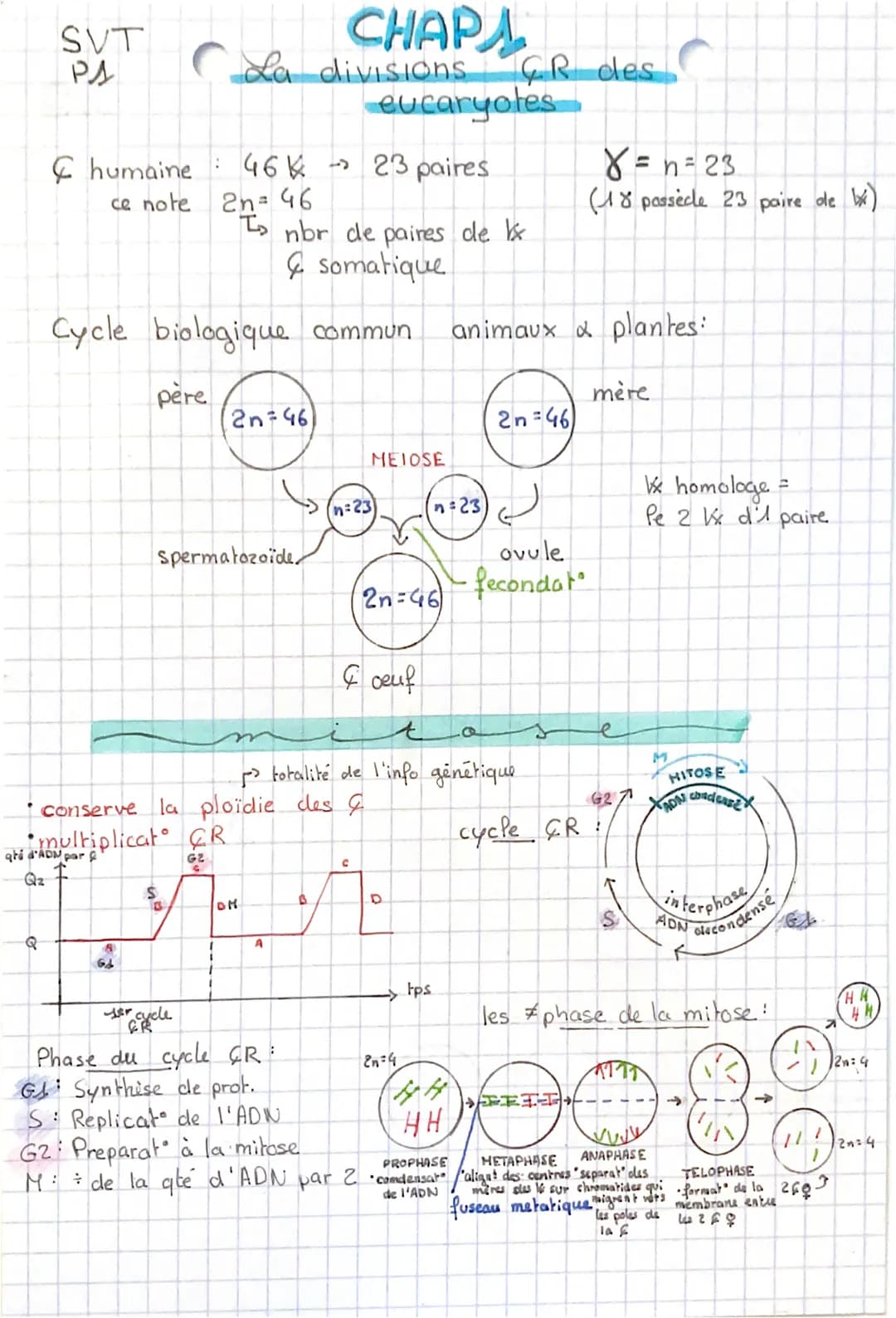 qté
Qz
SVT
PA
Q
8
64
eucaryotes
& humaine 46%
23 paires
ce note
2n = 46
I nbr de paires de l
& somatique
Cycle biologique commun animaux & p