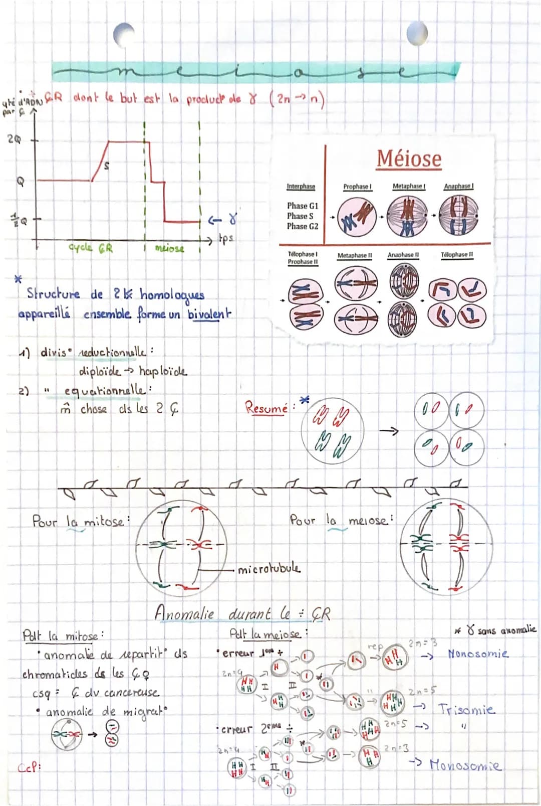 qté
Qz
SVT
PA
Q
8
64
eucaryotes
& humaine 46%
23 paires
ce note
2n = 46
I nbr de paires de l
& somatique
Cycle biologique commun animaux & p