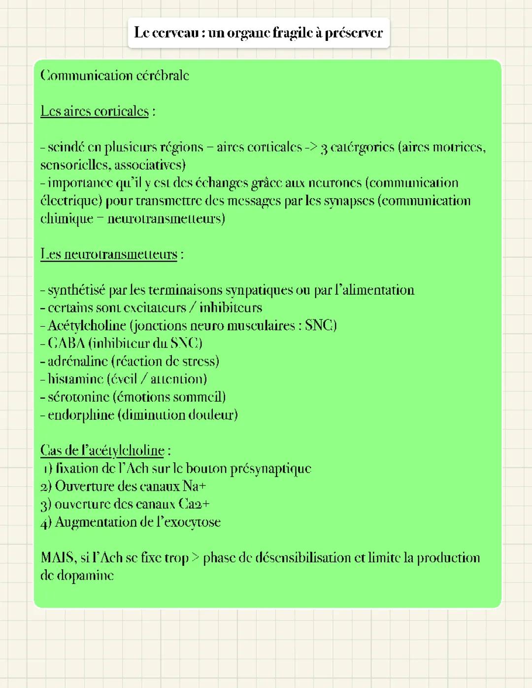 Cerveau : un organe fragile à préserver