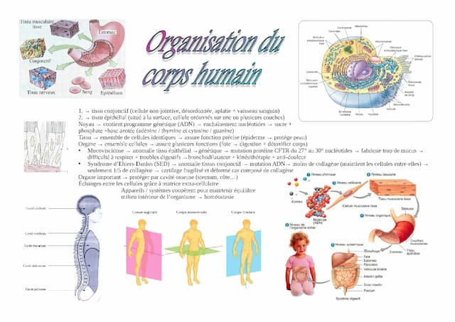 Know Fiche ST2S BPH : Organisation du corps humain thumbnail