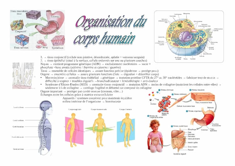 Know Fiche ST2S BPH : Organisation du corps humain thumbnail