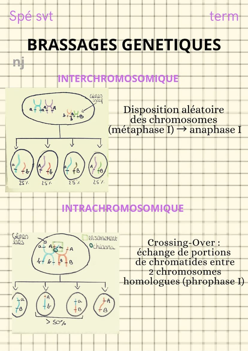 Spé svt
L'origine du génotype
des individus
nj
CONSERVATION DES GENOMES
Clone cellulaire : ensemble de cellules issues
de mitoses successive