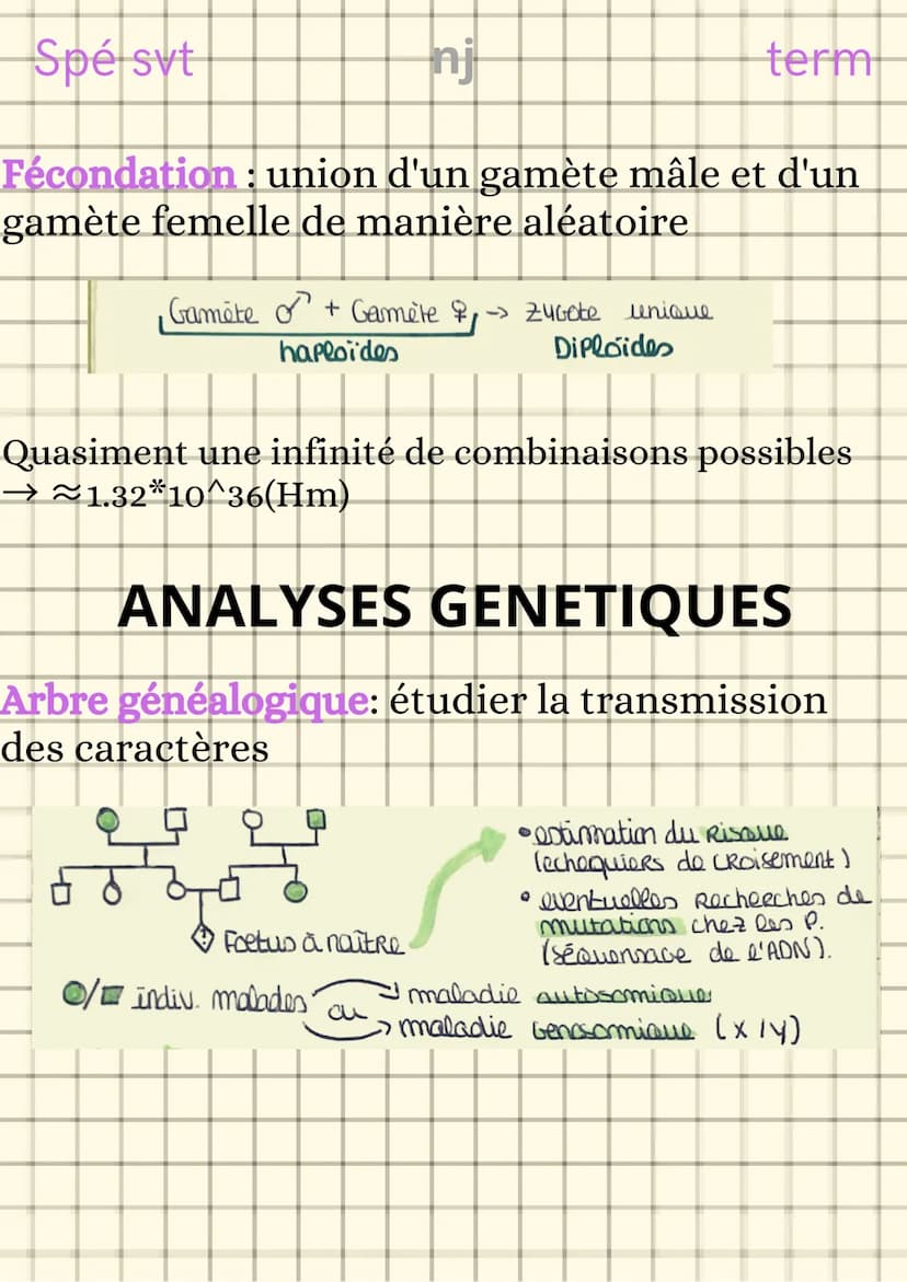 Spé svt
L'origine du génotype
des individus
nj
CONSERVATION DES GENOMES
Clone cellulaire : ensemble de cellules issues
de mitoses successive