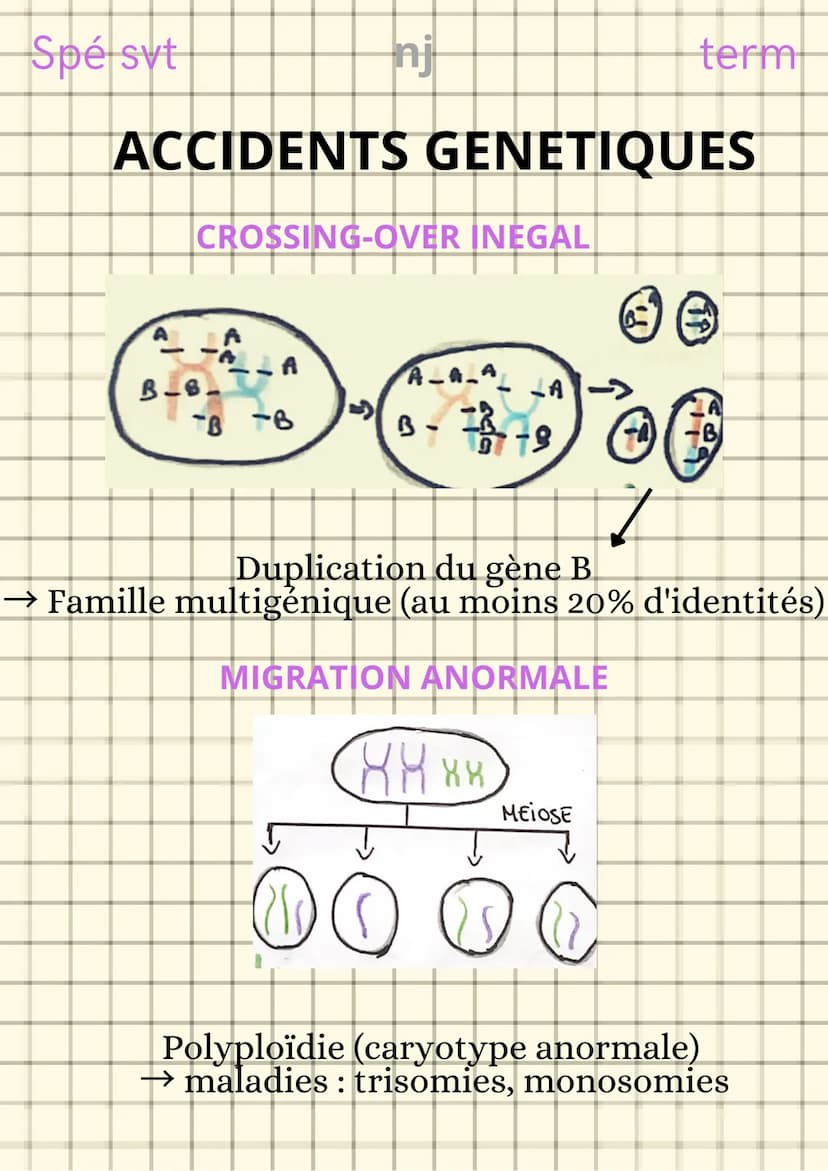 Spé svt
L'origine du génotype
des individus
nj
CONSERVATION DES GENOMES
Clone cellulaire : ensemble de cellules issues
de mitoses successive
