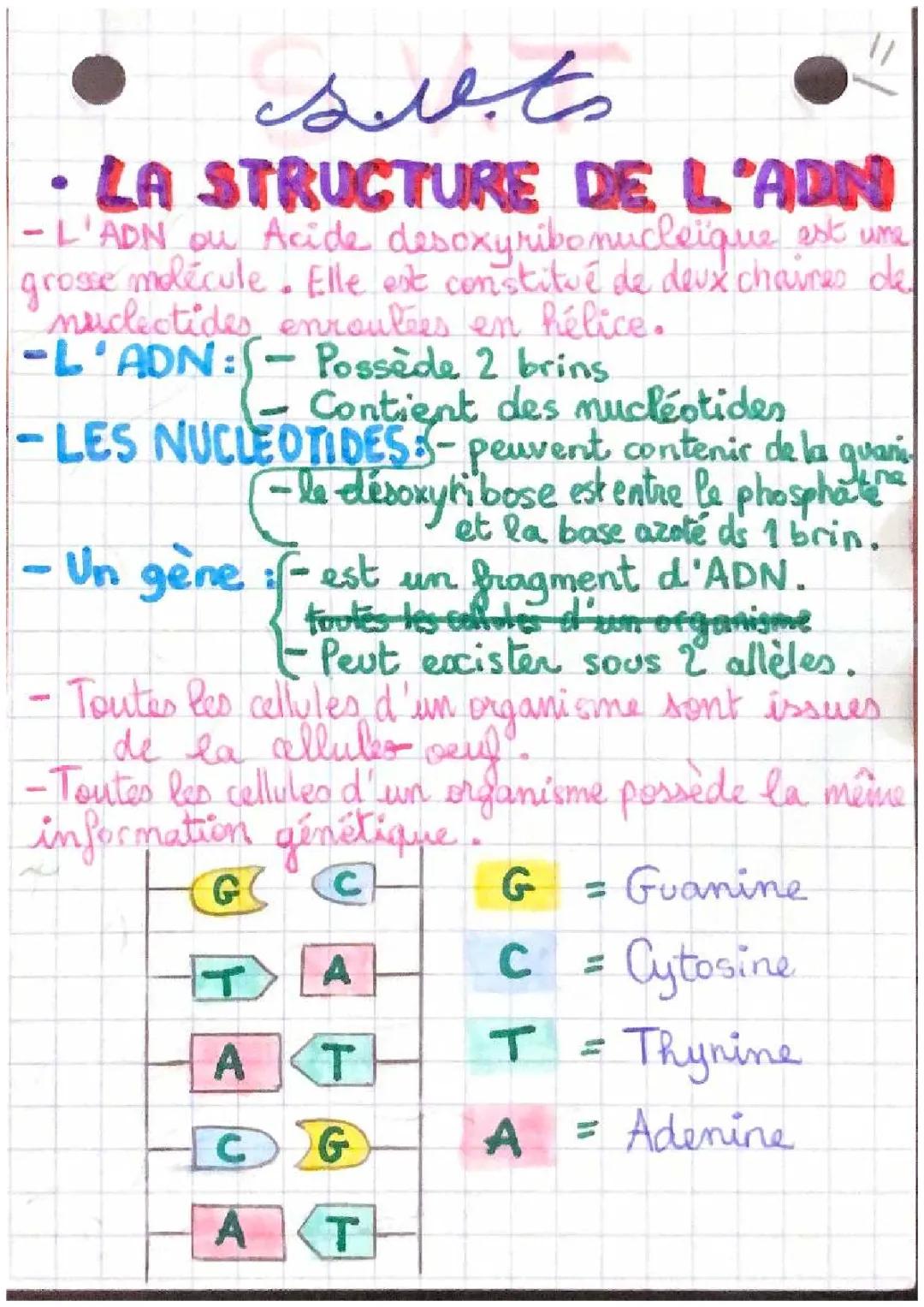 SVT structure de l’ADN 
