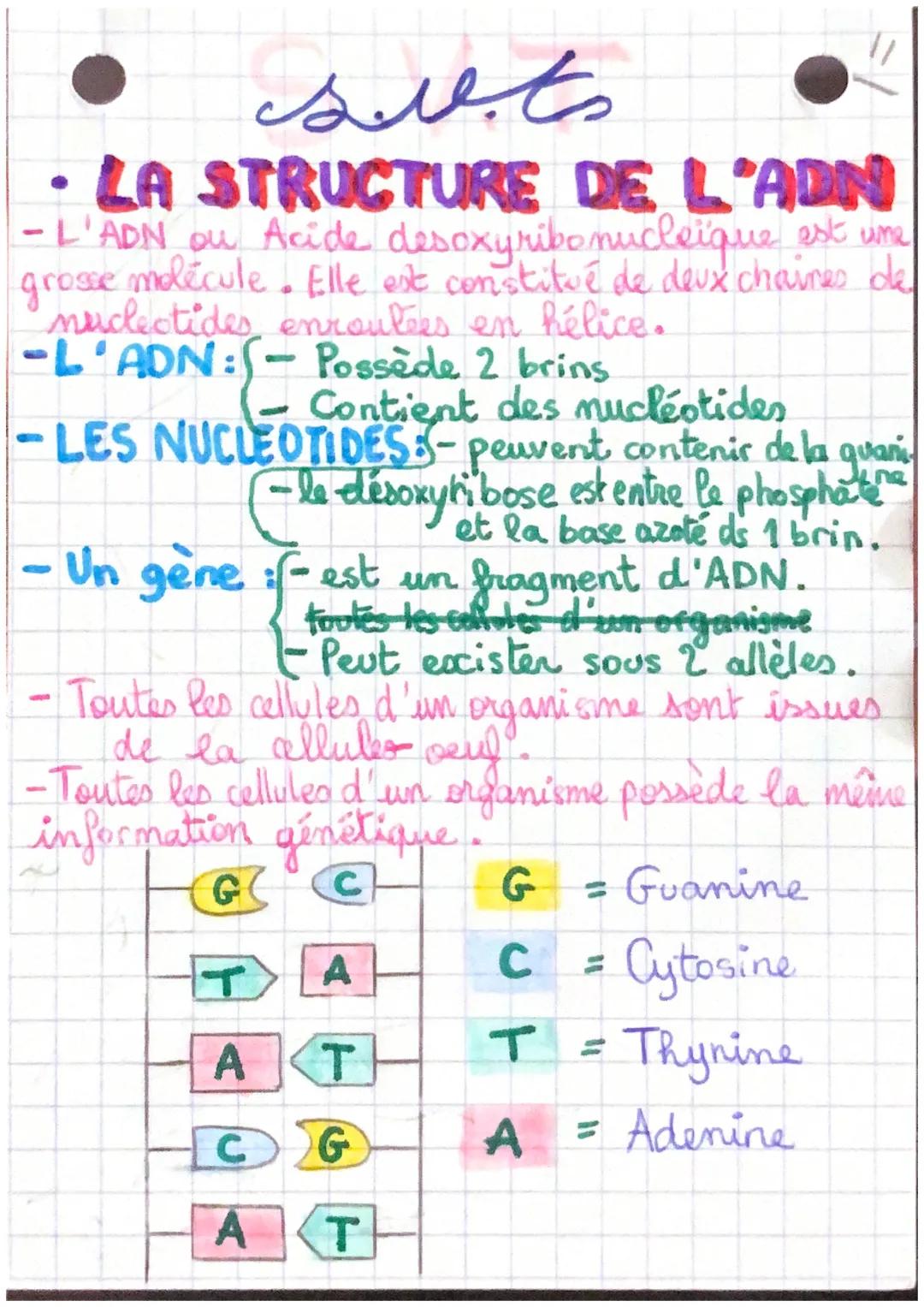 slits
LA STRUCTURE DE L'ADN
-L'ADN ou Acide desoxyribonucleique est une
grosse
molécule. Elle est constitué de deux chaines de
nuclectides e