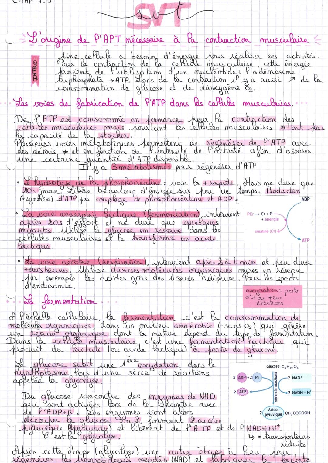 aft
L'origine de P'APT mécessaire à la contraction musculaire
Une cellule
besoin d'énergie pour réaliser ses activités.
Pour la contraction 