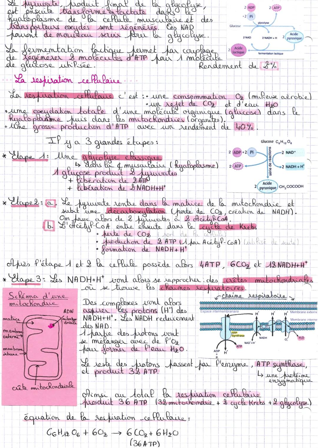 aft
L'origine de P'APT mécessaire à la contraction musculaire
Une cellule
besoin d'énergie pour réaliser ses activités.
Pour la contraction 