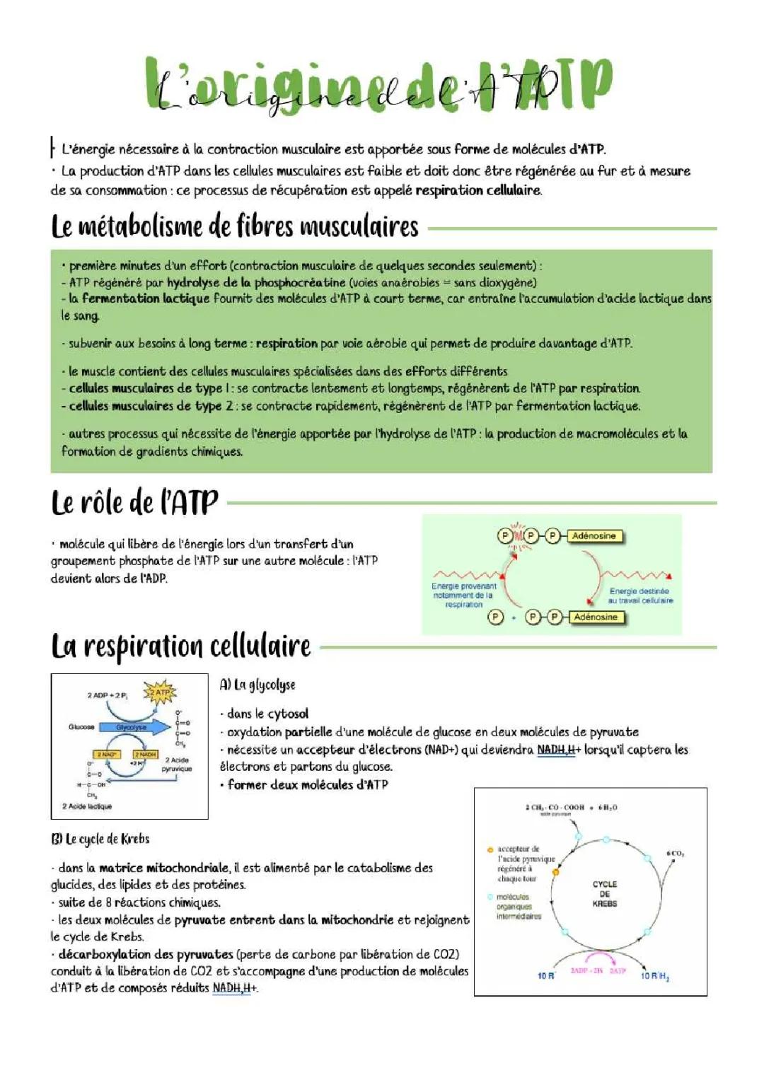 Tout sur l'ATP : Production, Rôle et Fermentation Lactique