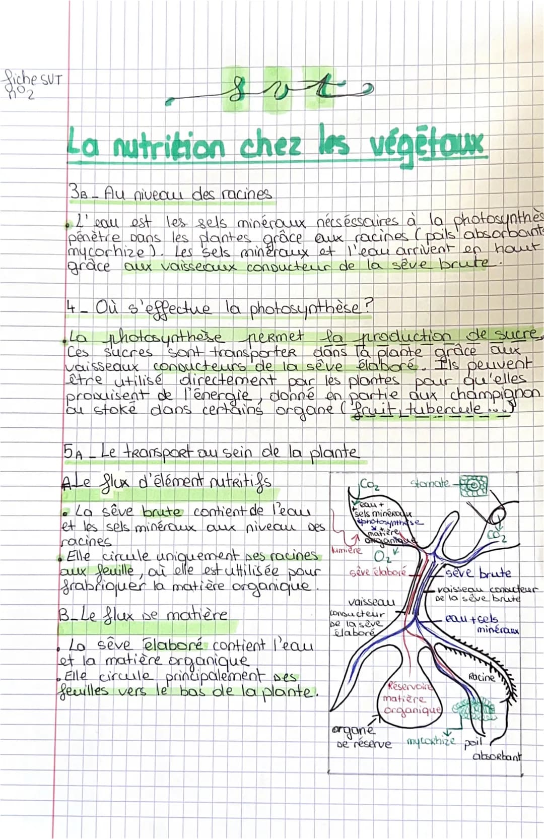 fiche SVT
sot
La nutrition chez les végétaux
• Rappel De 6 ème
Les plantes ont besoin d'EAU + de sel minéRoux, de
CD₂ et le tout en présence