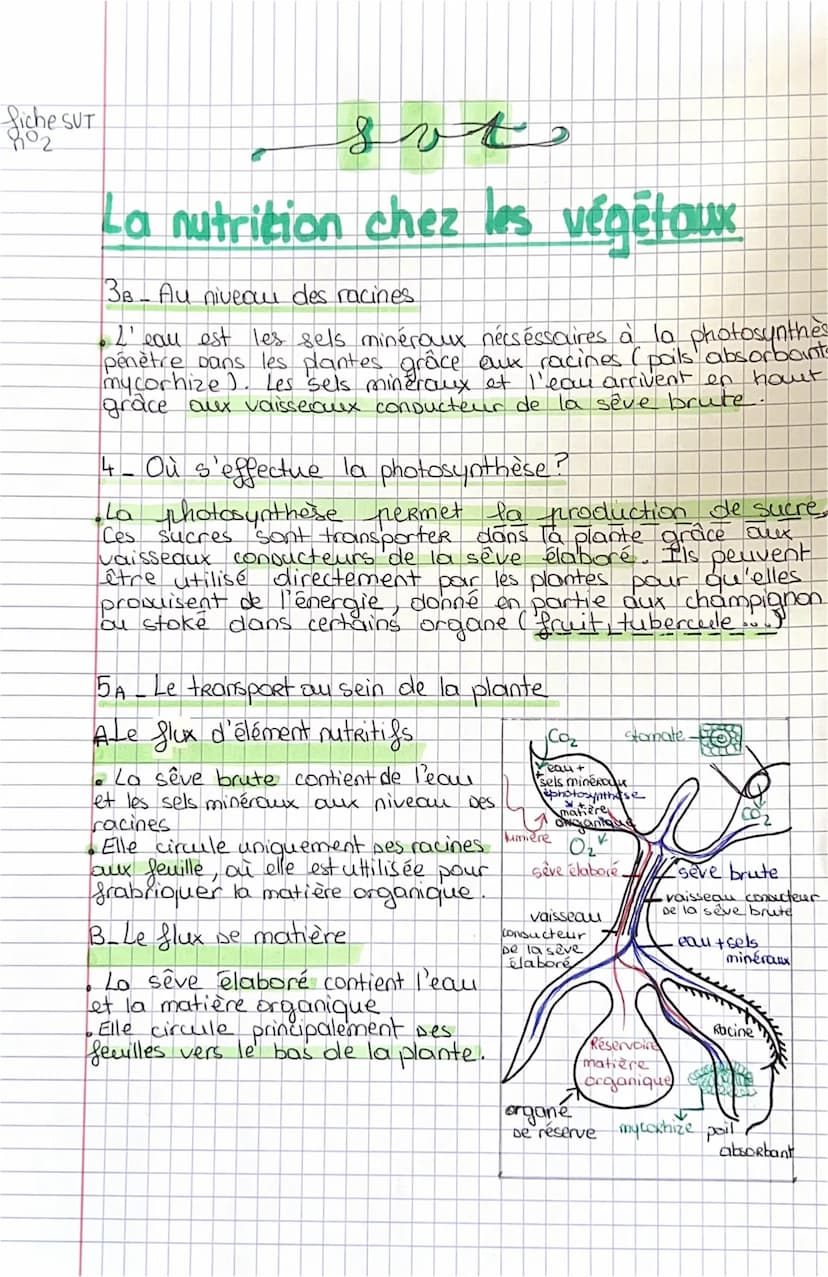 fiche SVT
sot
La nutrition chez les végétaux
• Rappel De 6 ème
Les plantes ont besoin d'EAU + de sel minéRoux, de
CD₂ et le tout en présence