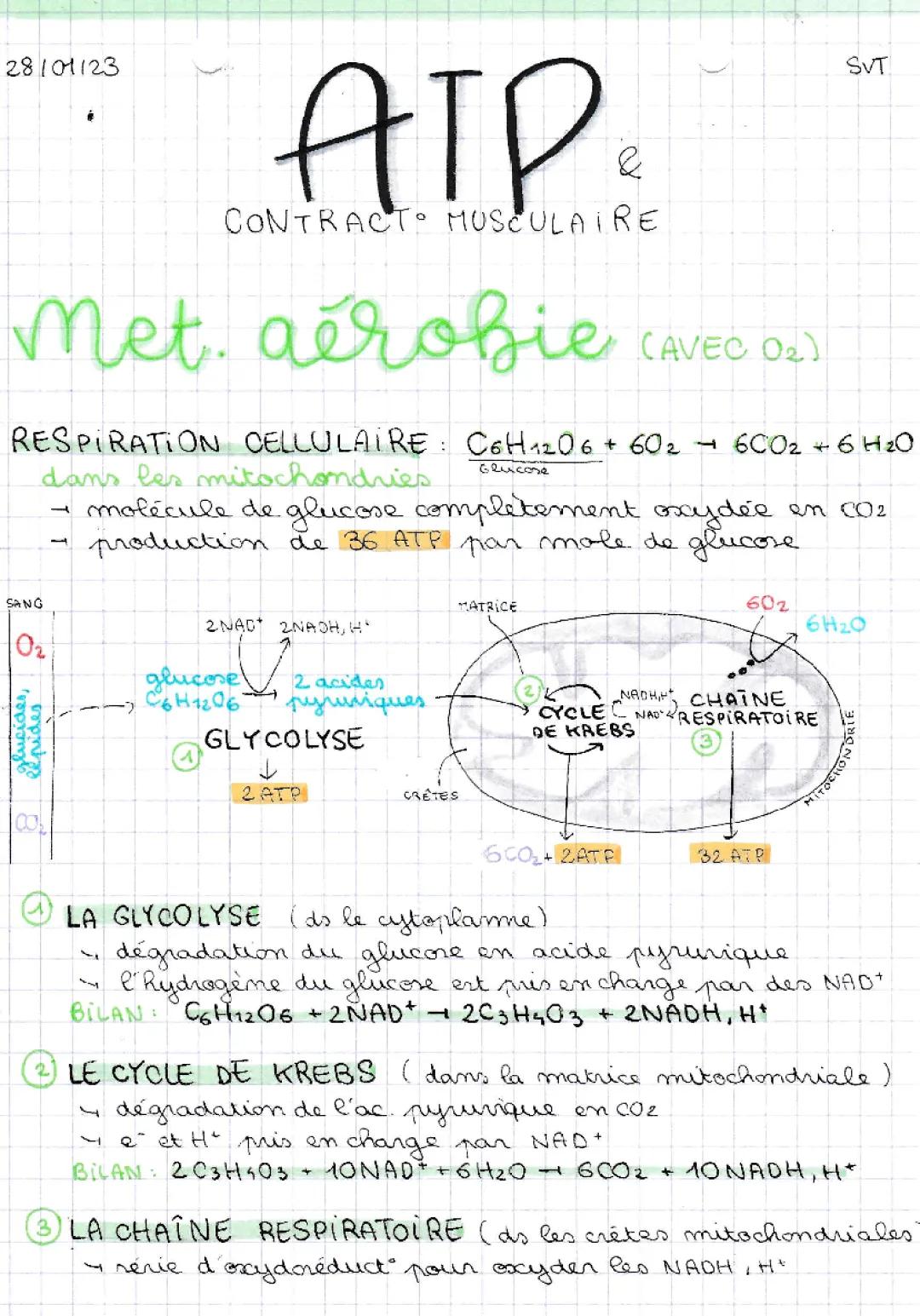 Le rôle de l'ATP et les 5 étapes de la contraction musculaire - SVT Terminale