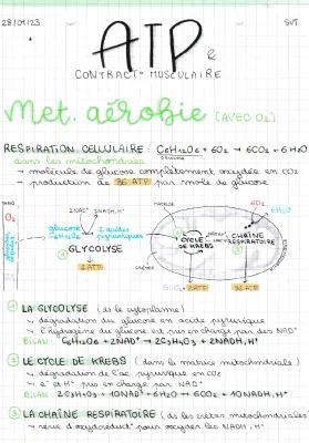 Know L'origine de l'ATP dans la contraction musculaire thumbnail