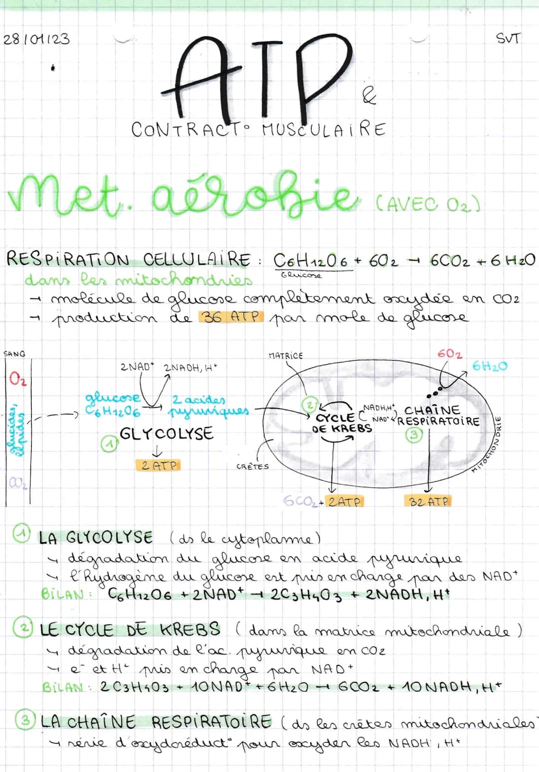 28101123
Met. aérobie
ATP.
CONTRACT MUSCULAIRE
SANG
0₂
RESPIRATION CELLULAIRE: C6H12O6 + 60₂ 600₂ + 6H₂O
Glucose
dans les mitochondries
molé
