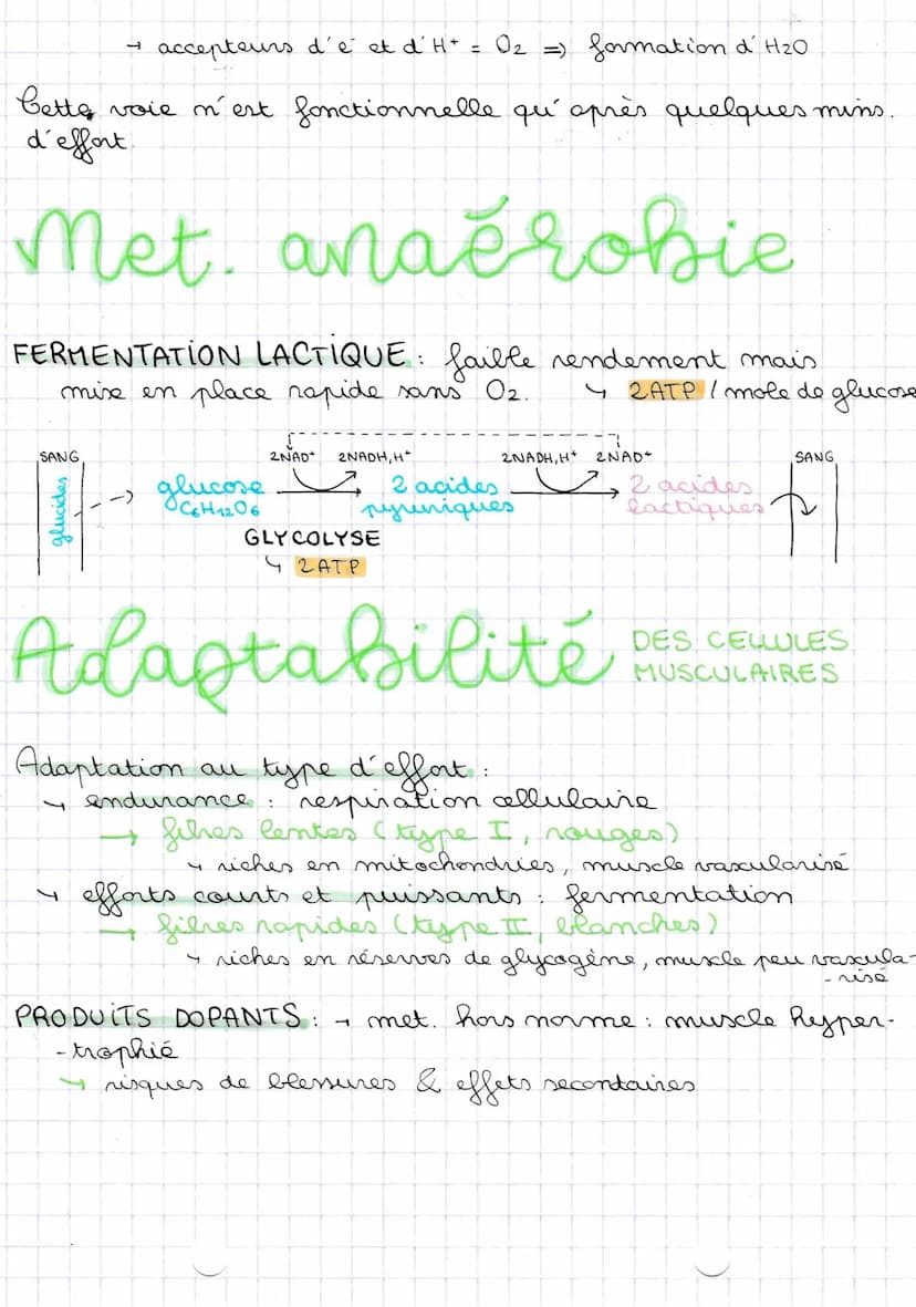 28101123
Met. aérobie
ATP.
CONTRACT MUSCULAIRE
SANG
0₂
RESPIRATION CELLULAIRE: C6H12O6 + 60₂ 600₂ + 6H₂O
Glucose
dans les mitochondries
molé