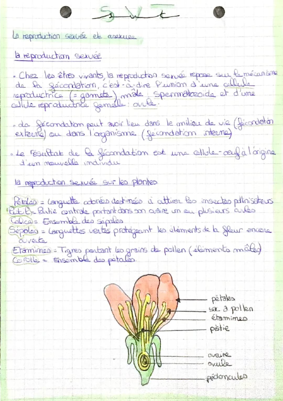 La reproduction sexvée et asexuee
la reproduction sexuée
ست
●
Chez les êtres vivants, la reproduction sexuée repose sur le mécanisme
de la f