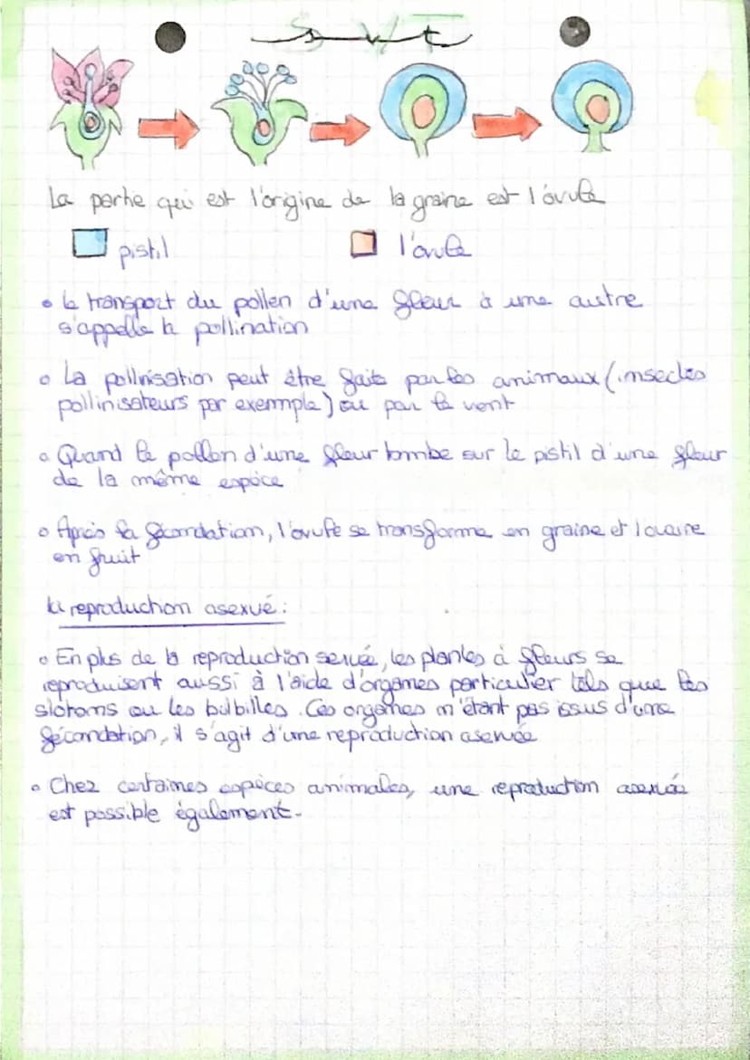 La reproduction sexvée et asexuee
la reproduction sexuée
ست
●
Chez les êtres vivants, la reproduction sexuée repose sur le mécanisme
de la f