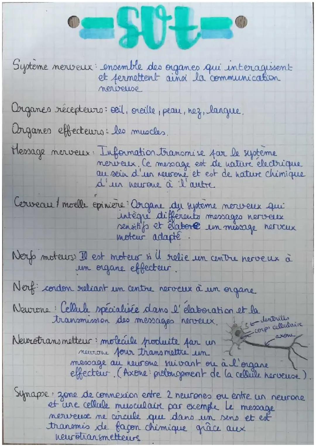 Les Effets du Bruit et de l'Alcool sur le Cerveau et le Système Nerveux - 4ème