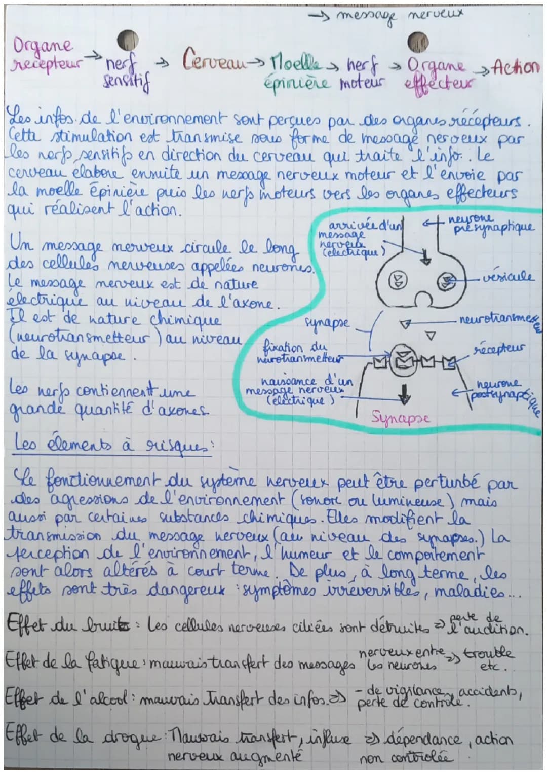 -SUt=
Système nerveux ensemble des organes qui interagissent
et fermettent ainsi la communication
nerveuse
Organes récepteurs: seil, oreille