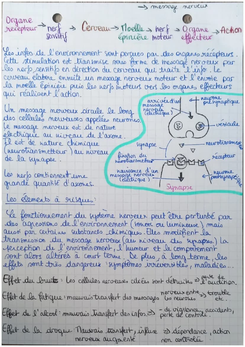 -SUt=
Système nerveux ensemble des organes qui interagissent
et fermettent ainsi la communication
nerveuse
Organes récepteurs: seil, oreille