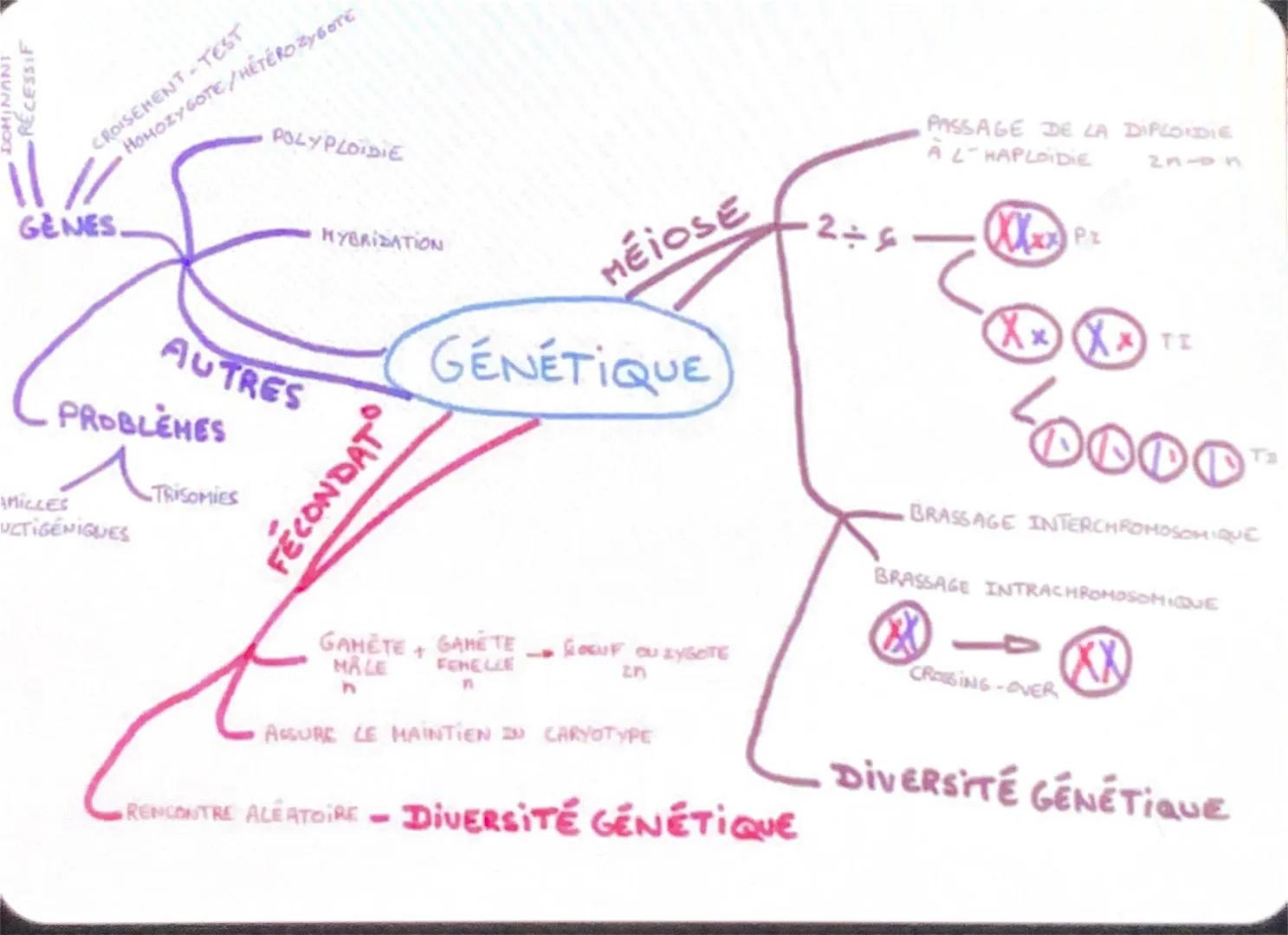 DOMINANI
RECESSIF
CROISEMENT-TEST
HOMOZYGOTE/HÉTÉROZYGOTE
POLYPLOIDIE
PASSAGE DE LA DIPLOIDIE
AL-HAPLOIDIE
2n-n
GENES.
AUTRES
PROBLÈMES
AMIC