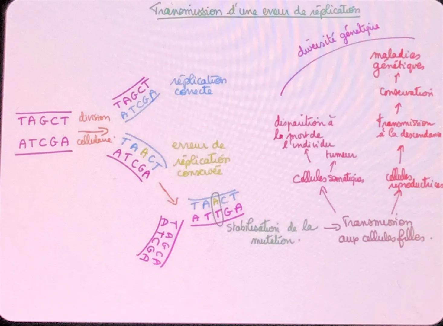 DOMINANI
RECESSIF
CROISEMENT-TEST
HOMOZYGOTE/HÉTÉROZYGOTE
POLYPLOIDIE
PASSAGE DE LA DIPLOIDIE
AL-HAPLOIDIE
2n-n
GENES.
AUTRES
PROBLÈMES
AMIC