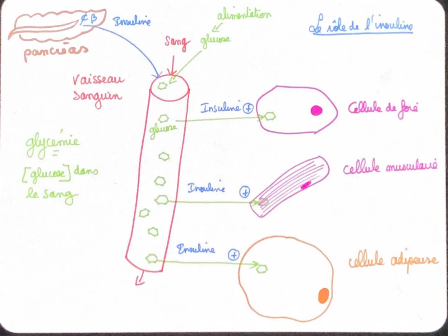 DOMINANI
RECESSIF
CROISEMENT-TEST
HOMOZYGOTE/HÉTÉROZYGOTE
POLYPLOIDIE
PASSAGE DE LA DIPLOIDIE
AL-HAPLOIDIE
2n-n
GENES.
AUTRES
PROBLÈMES
AMIC