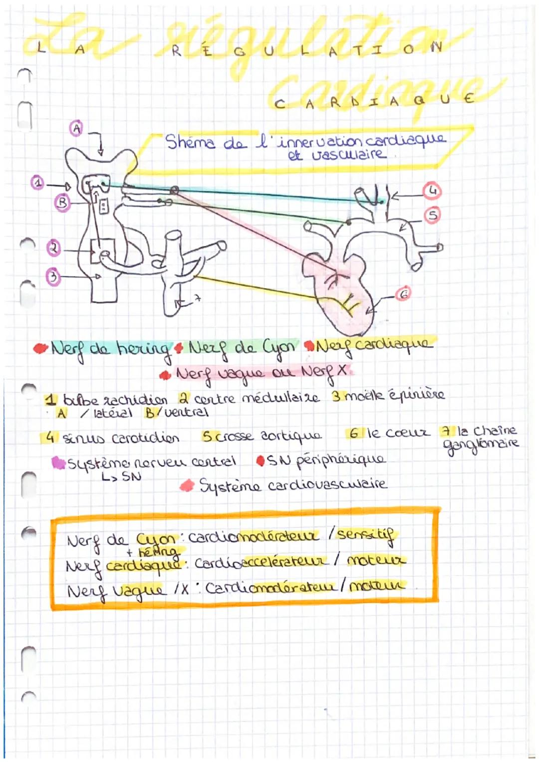 L
A

RÉGULATION

CARDIAQUE

Shéma de l'innervation cardiaque
et vasculaire

































































