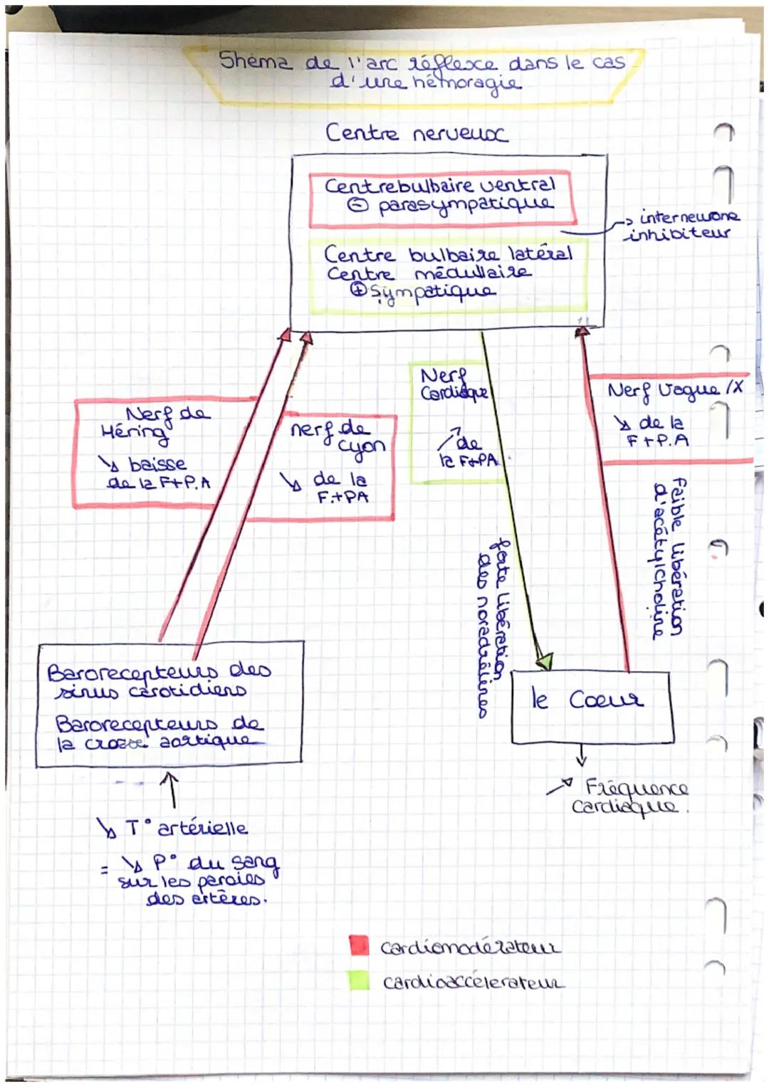 L
A

RÉGULATION

CARDIAQUE

Shéma de l'innervation cardiaque
et vasculaire

































































