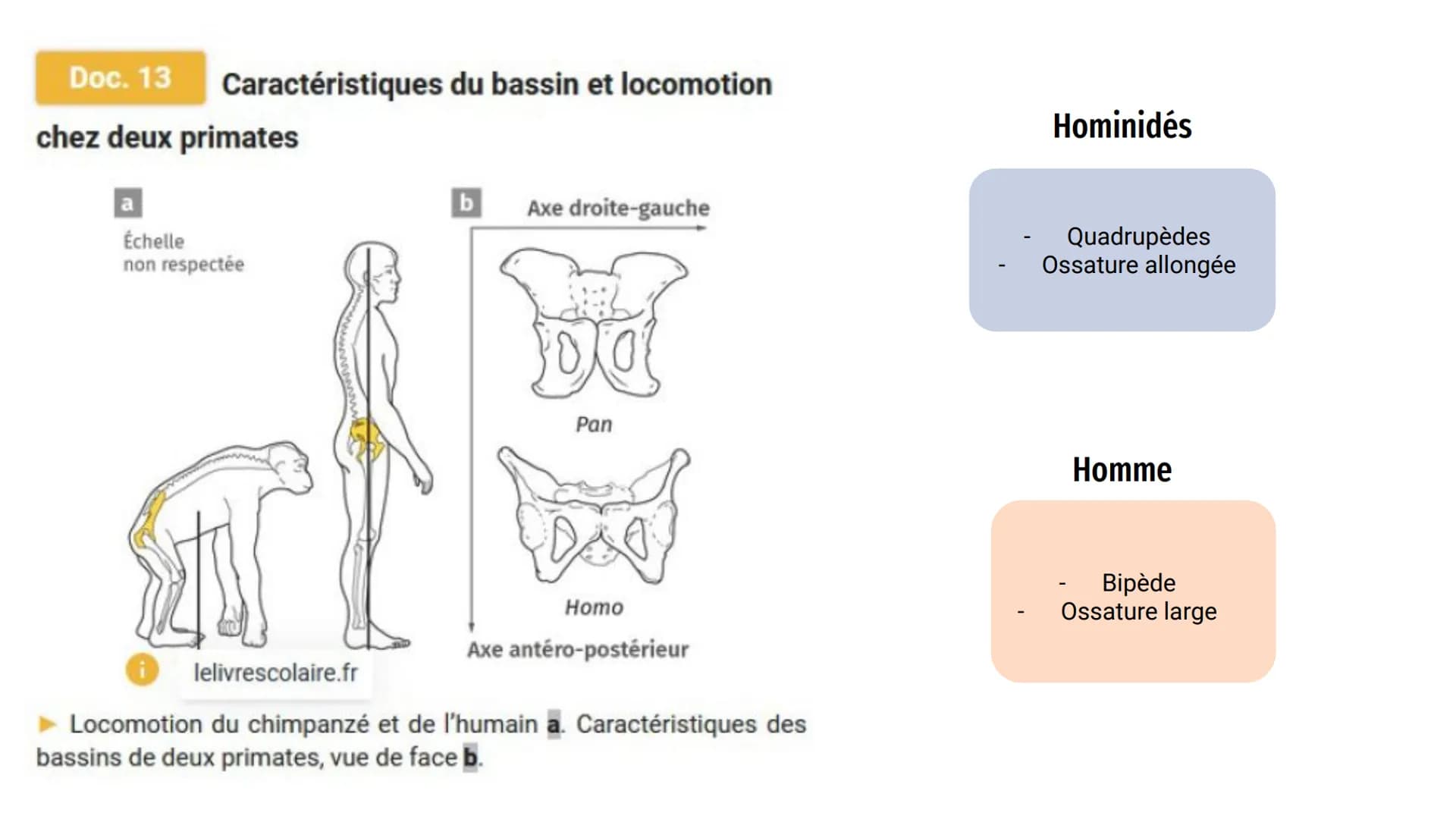 Les difficultés
obstétriques,
compromis
un
sélectif? Introduction :
Depuis toujours, les espèces sont en constante évolution, et ce par bras