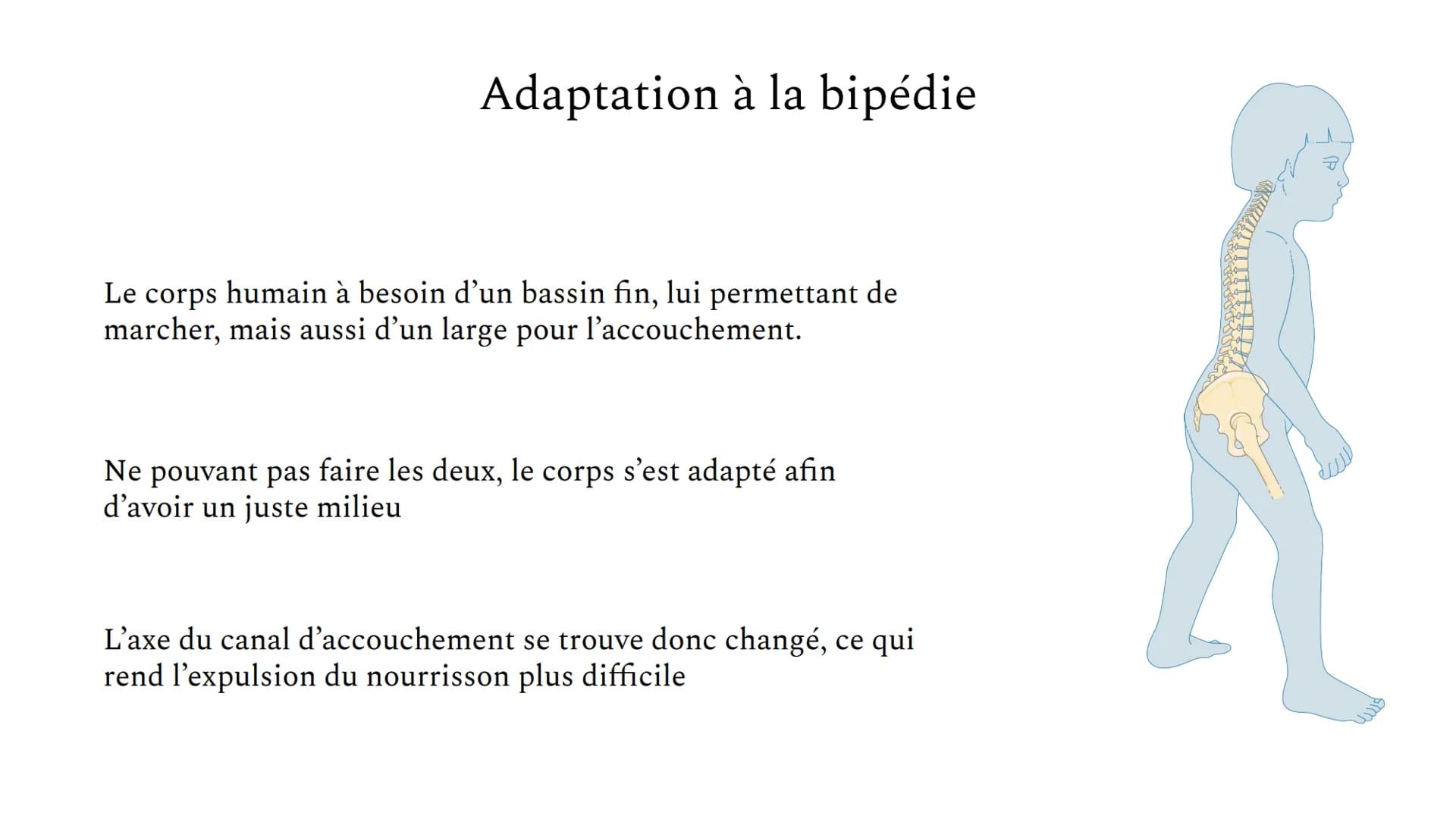 Les difficultés
obstétriques,
compromis
un
sélectif? Introduction :
Depuis toujours, les espèces sont en constante évolution, et ce par bras