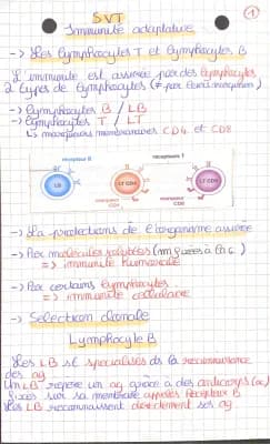 Know immunité adaptative: prolongation de l’innée thumbnail