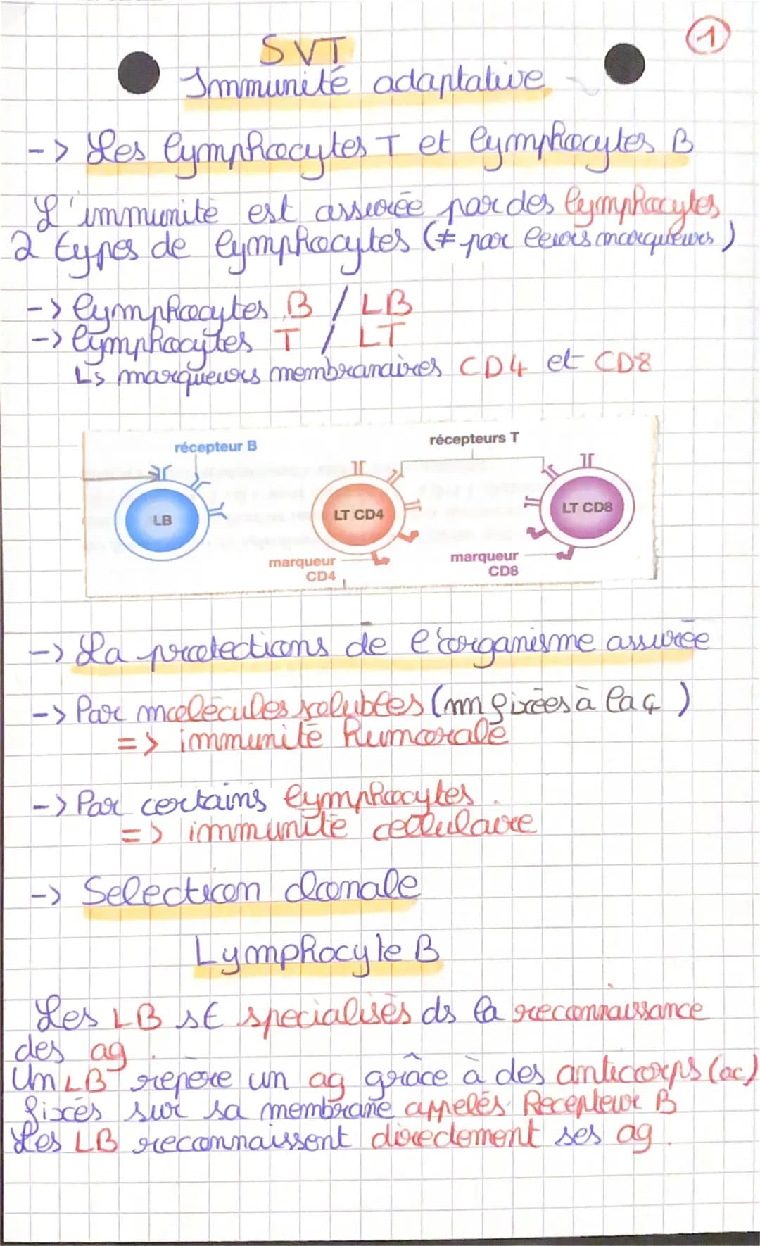 SVT
Immunité adaptative
-> Les lymphocytes T et lymphocytes B
I
L'immunite est assurée par des lymphocytes
2 types de lymphocytes (# par lev