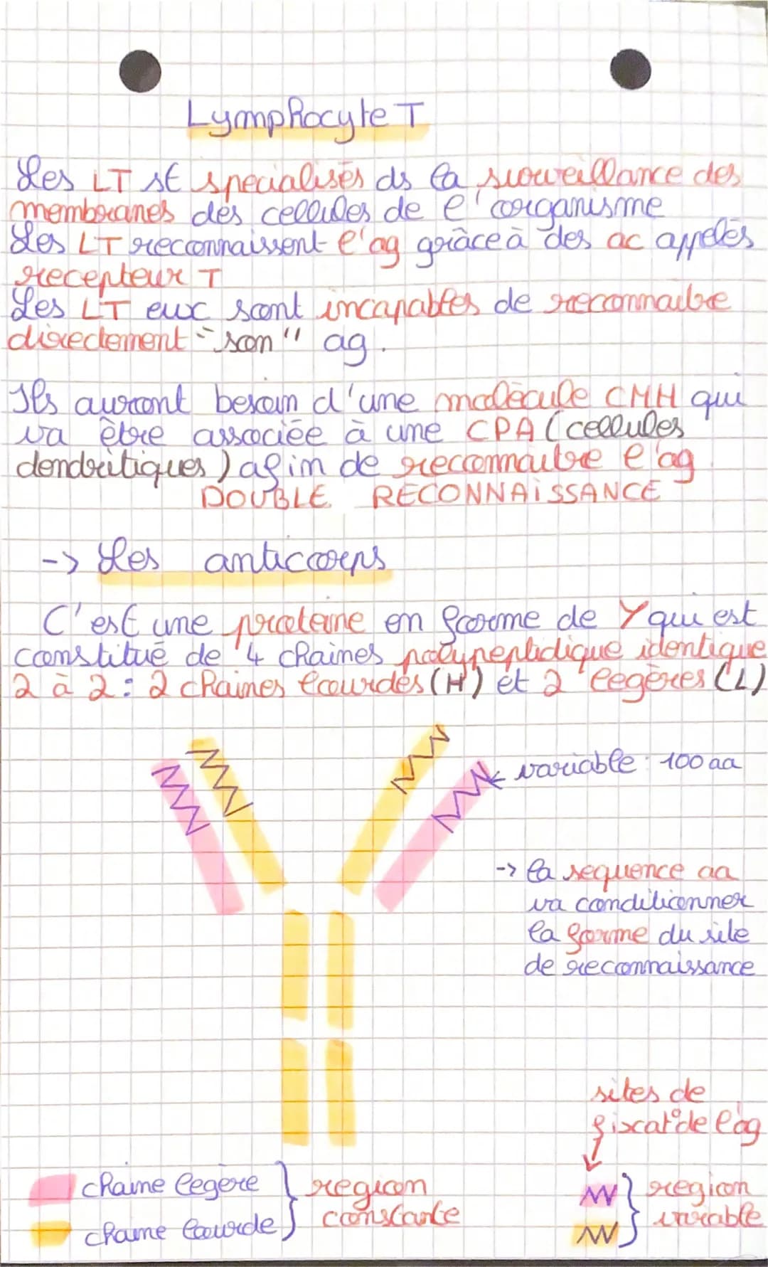 SVT
Immunité adaptative
-> Les lymphocytes T et lymphocytes B
I
L'immunite est assurée par des lymphocytes
2 types de lymphocytes (# par lev