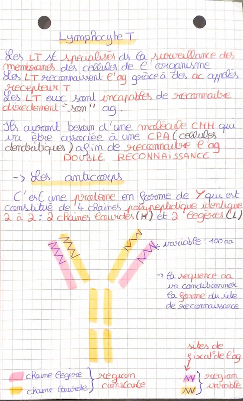 SVT
Immunité adaptative
-> Les lymphocytes T et lymphocytes B
I
L'immunite est assurée par des lymphocytes
2 types de lymphocytes (# par lev