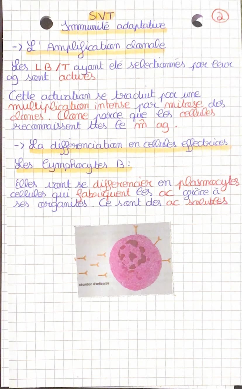 SVT
Immunité adaptative
-> Les lymphocytes T et lymphocytes B
I
L'immunite est assurée par des lymphocytes
2 types de lymphocytes (# par lev