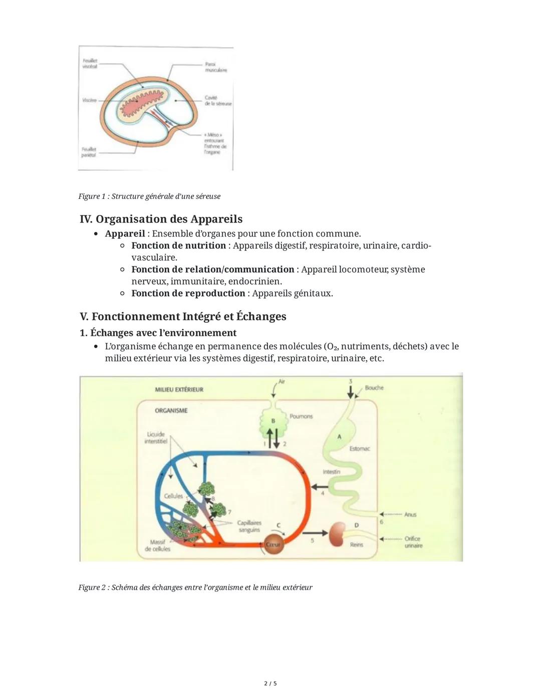 # Anatomie et Unité de l'Organisme

**I. Définitions et Niveaux d'Organisation**

* **Anatomie** : Science étudiant l'organisation interne d