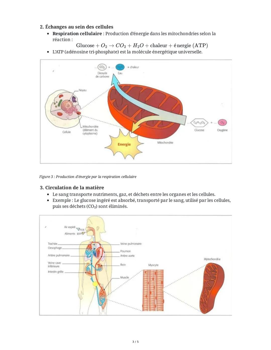 # Anatomie et Unité de l'Organisme

**I. Définitions et Niveaux d'Organisation**

* **Anatomie** : Science étudiant l'organisation interne d
