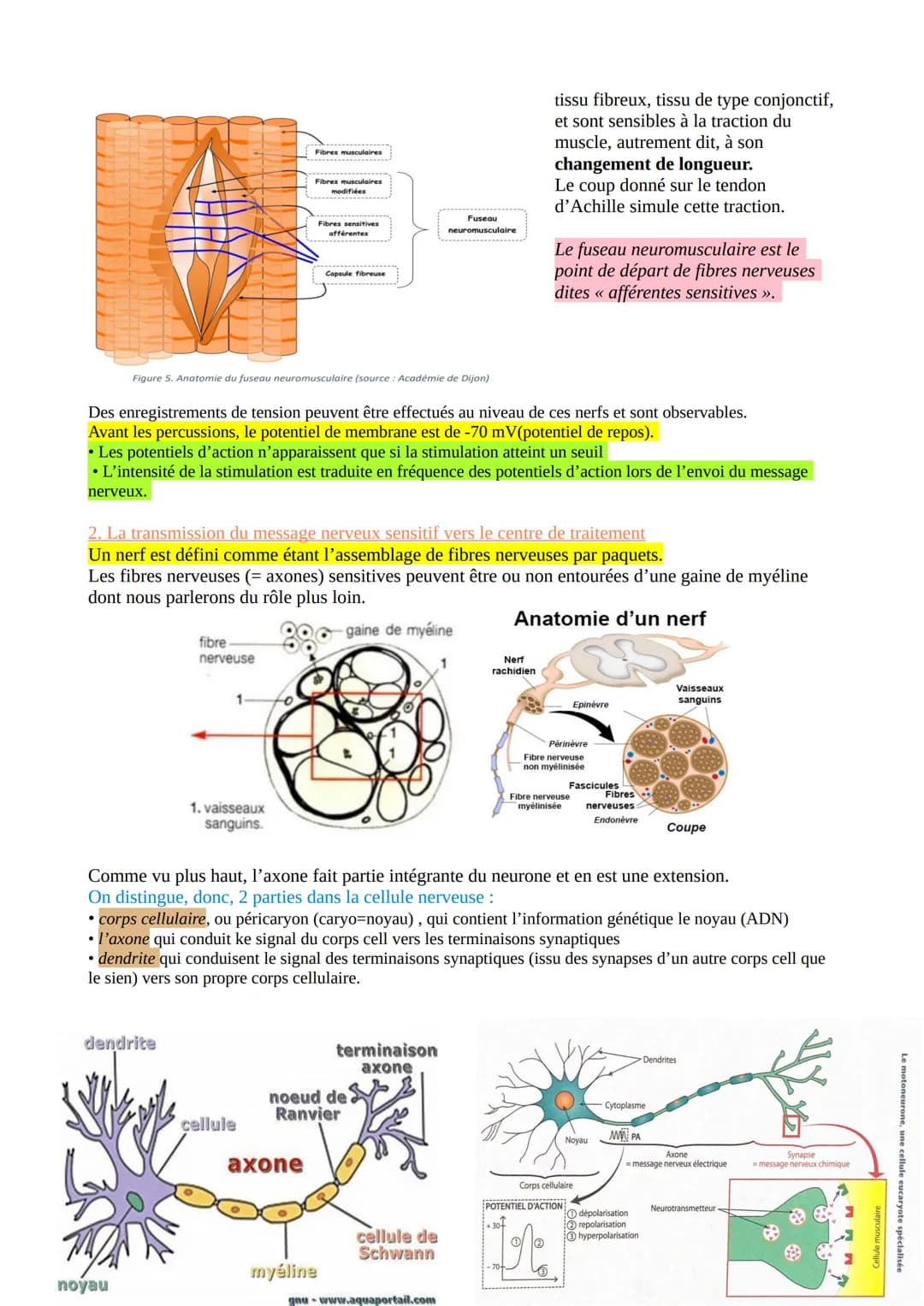 CHAP 1-LE REFLEXE ET LES PHENOMENES MIS EN JEU
Les organismes vivants sont constamment soumis à des stimulations de leur environnement (brui
